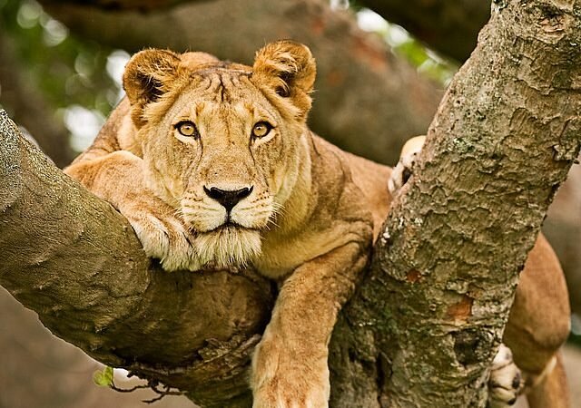 Tree-climbing lion resting in a fig tree in Ishasha sector, Queen Elizabeth National Park